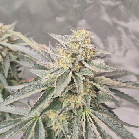 Ice cream cake 🍰 & permanent marker🖊(65-73bt) growlog timeline photo
