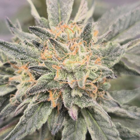 Ice cream cake 🍰 & permanent marker🖊(65-73bt) growlog timeline photo