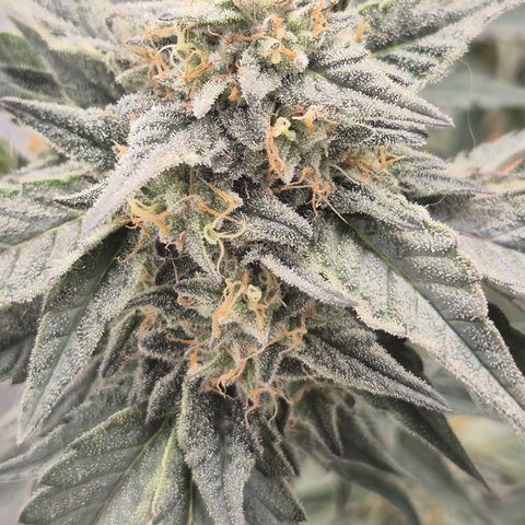 Ice cream cake 🍰 & permanent marker🖊(65-73bt) growlog timeline photo