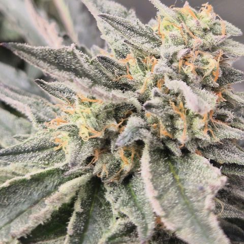 Ice cream cake 🍰 & permanent marker🖊(65-73bt) growlog timeline photo