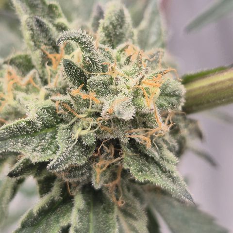 Ice cream cake 🍰 & permanent marker🖊(65-73bt) growlog timeline photo