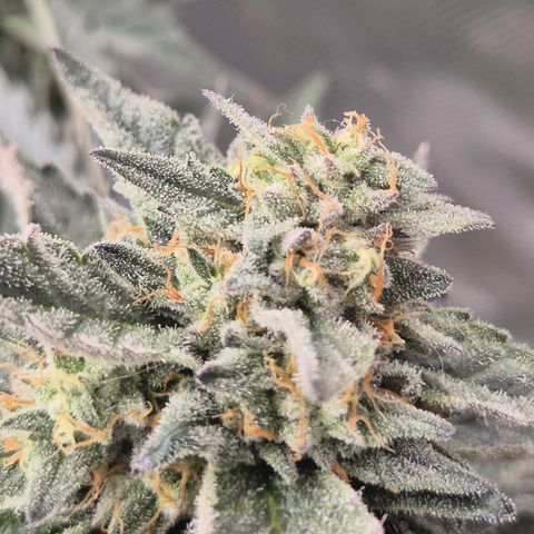 Ice cream cake 🍰 & permanent marker🖊(65-73bt) growlog timeline photo