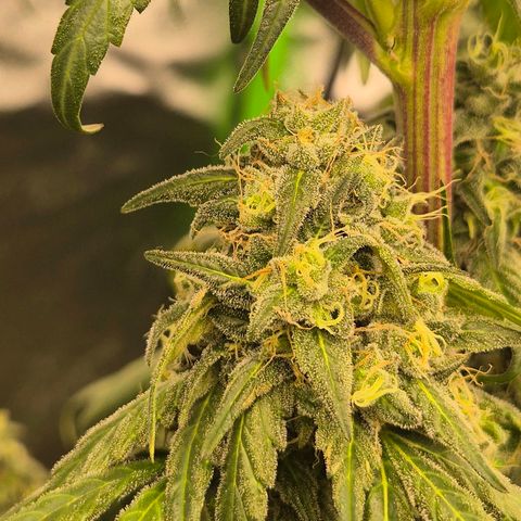 ICE 💚🧊 (63-70bt) growlog timeline photo
