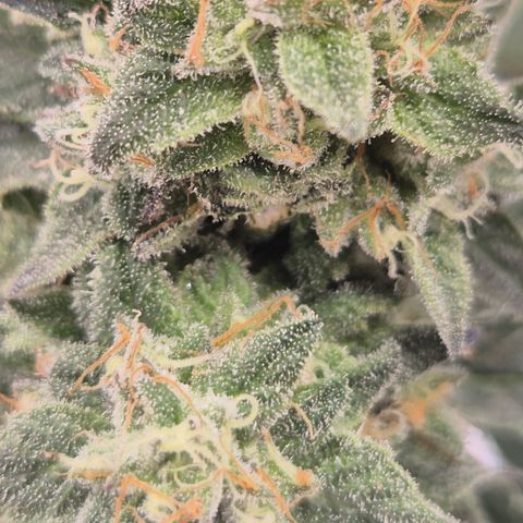 Ice cream cake 🍰 & permanent marker🖊(65-73bt) growlog timeline photo