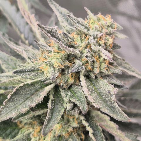 Ice cream cake 🍰 & permanent marker🖊(65-73bt) growlog timeline photo
