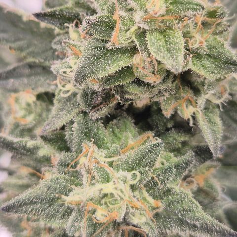 Ice cream cake 🍰 & permanent marker🖊(65-73bt) growlog timeline photo