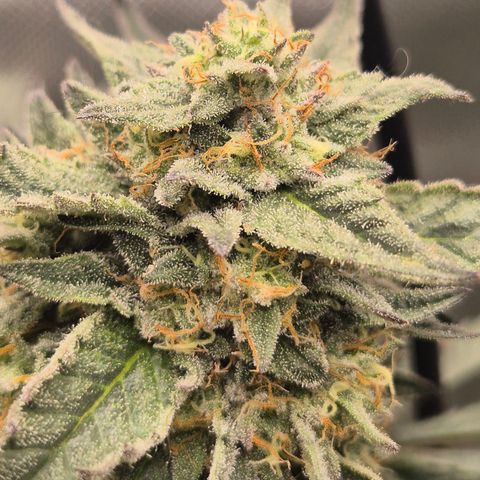 Ice cream cake 🍰 & permanent marker🖊(65-73bt) growlog timeline photo