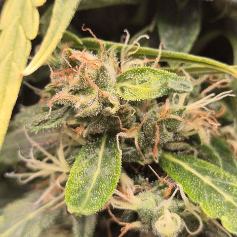 💚CHOCOLOPE 🍫 ☕️auto (56-63 BT) growlog timeline photo