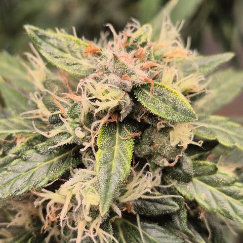 💚CHOCOLOPE 🍫 ☕️auto (56-63 BT) growlog timeline photo