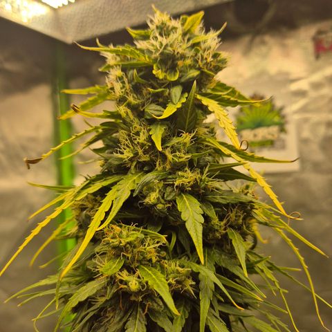 💚CHOCOLOPE 🍫 ☕️auto (56-63 BT) growlog timeline photo