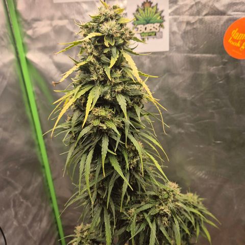 💚CHOCOLOPE 🍫 ☕️auto (56-63 BT) growlog timeline photo