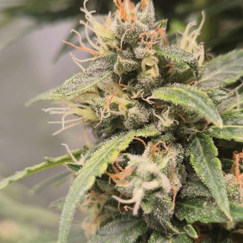 💚CHOCOLOPE 🍫 ☕️auto (56-63 BT) growlog timeline photo