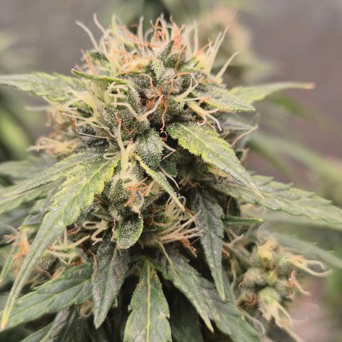 💚CHOCOLOPE 🍫 ☕️auto (56-63 BT) growlog timeline photo