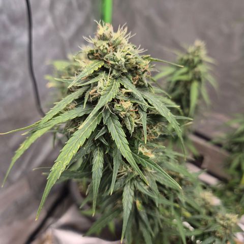 💚CHOCOLOPE 🍫 ☕️auto (56-63 BT) growlog timeline photo
