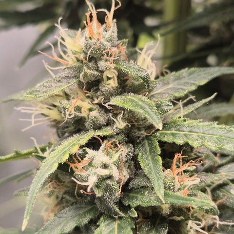 💚CHOCOLOPE 🍫 ☕️auto (56-63 BT) growlog timeline photo