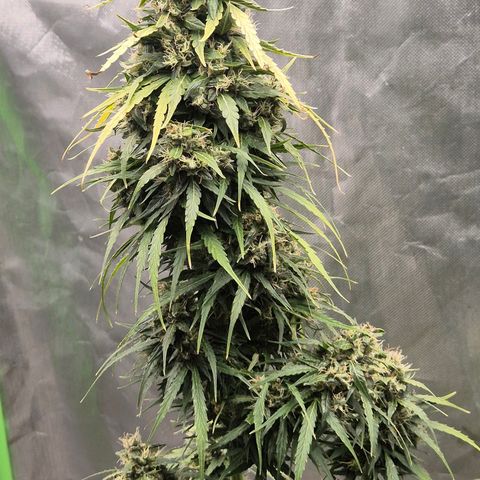 💚CHOCOLOPE 🍫 ☕️auto (56-63 BT) growlog timeline photo