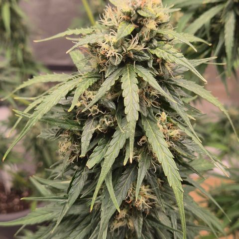 💚CHOCOLOPE 🍫 ☕️auto (56-63 BT) growlog timeline photo