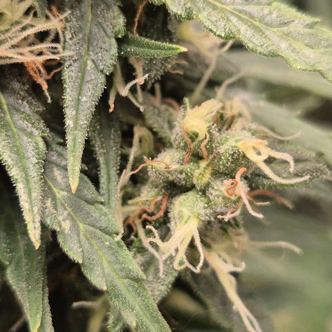 💚CHOCOLOPE 🍫 ☕️auto (56-63 BT) growlog timeline photo