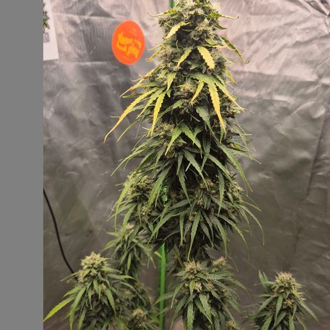 💚CHOCOLOPE 🍫 ☕️auto (56-63 BT) growlog timeline photo