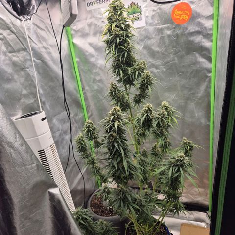 💚CHOCOLOPE 🍫 ☕️auto (56-63 BT) growlog timeline photo
