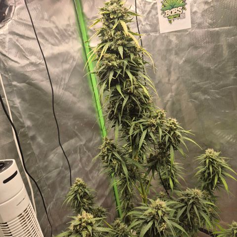 💚CHOCOLOPE 🍫 ☕️auto (56-63 BT) growlog timeline photo