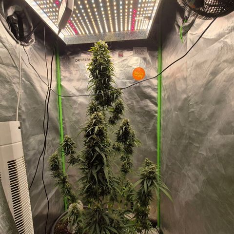 💚CHOCOLOPE 🍫 ☕️auto (56-63 BT) growlog timeline photo