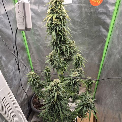 💚CHOCOLOPE 🍫 ☕️auto (56-63 BT) growlog timeline photo