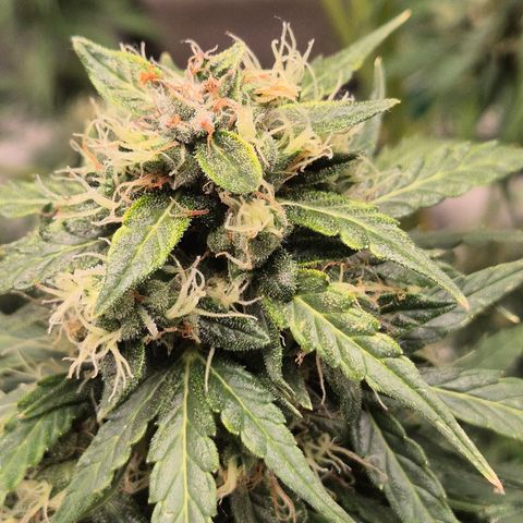 💚CHOCOLOPE 🍫 ☕️auto (56-63 BT) growlog timeline photo