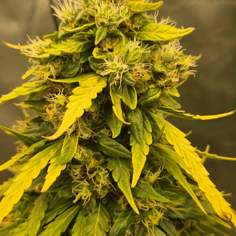 💚CHOCOLOPE 🍫 ☕️auto (56-63 BT) growlog timeline photo