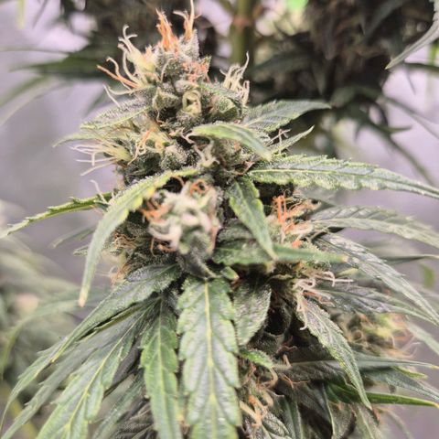 💚CHOCOLOPE 🍫 ☕️auto (56-63 BT) growlog timeline photo
