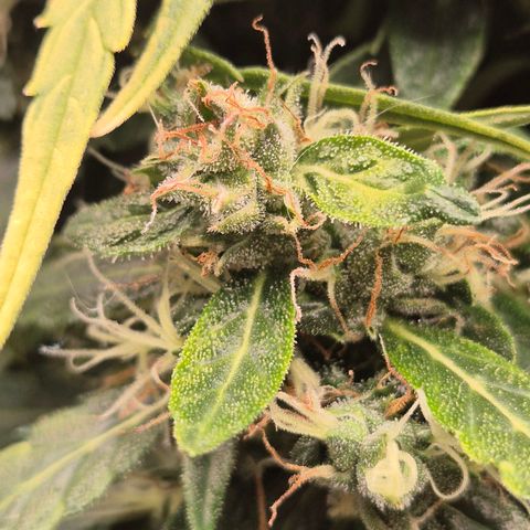💚CHOCOLOPE 🍫 ☕️auto (56-63 BT) growlog timeline photo