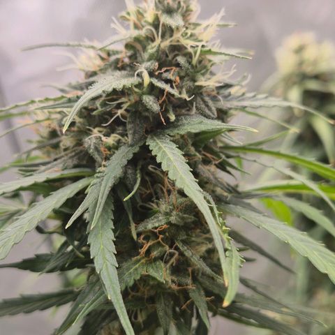 💚CHOCOLOPE 🍫 ☕️auto (56-63 BT) growlog timeline photo