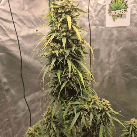 💚CHOCOLOPE 🍫 ☕️auto (56-63 BT) growlog timeline photo