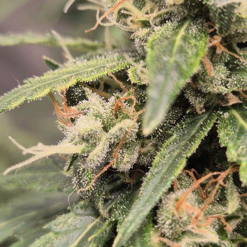 💚CHOCOLOPE 🍫 ☕️auto (56-63 BT) growlog timeline photo