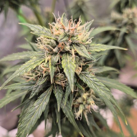 💚CHOCOLOPE 🍫 ☕️auto (56-63 BT) growlog timeline photo