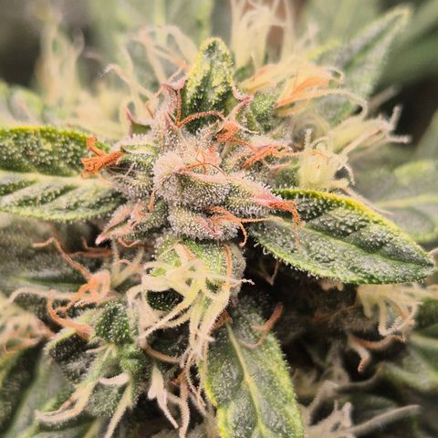 💚CHOCOLOPE 🍫 ☕️auto (56-63 BT) growlog timeline photo