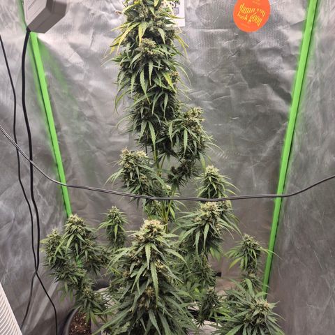 💚CHOCOLOPE 🍫 ☕️auto (56-63 BT) growlog timeline photo
