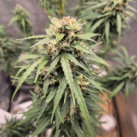 💚CHOCOLOPE 🍫 ☕️auto (56-63 BT) growlog timeline photo