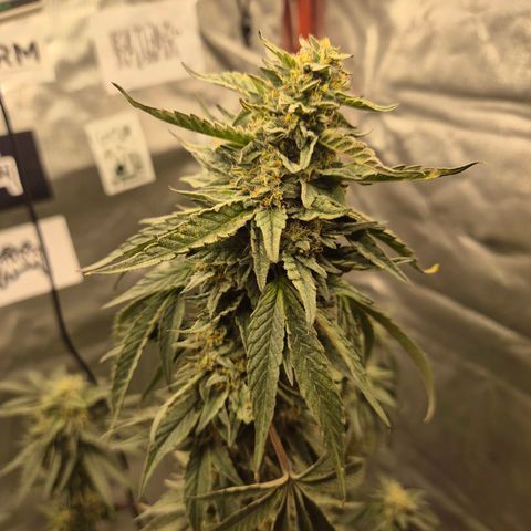 Ice cream cake 🍰 & permanent marker🖊(65-73bt) growlog timeline photo