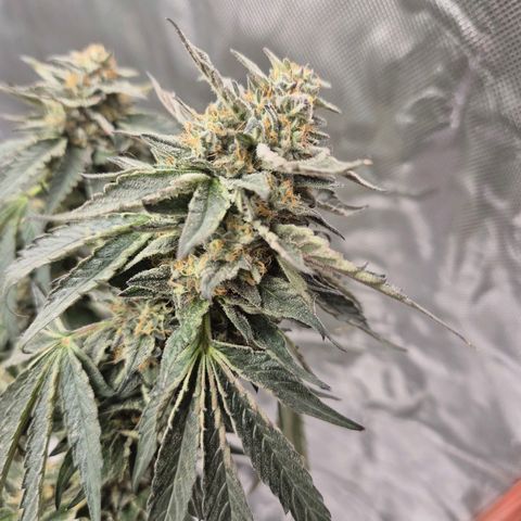Ice cream cake 🍰 & permanent marker🖊(65-73bt) growlog timeline photo