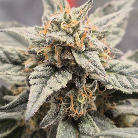 Ice cream cake 🍰 & permanent marker🖊(65-73bt) growlog timeline photo