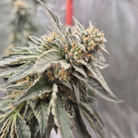 Ice cream cake 🍰 & permanent marker🖊(65-73bt) growlog timeline photo
