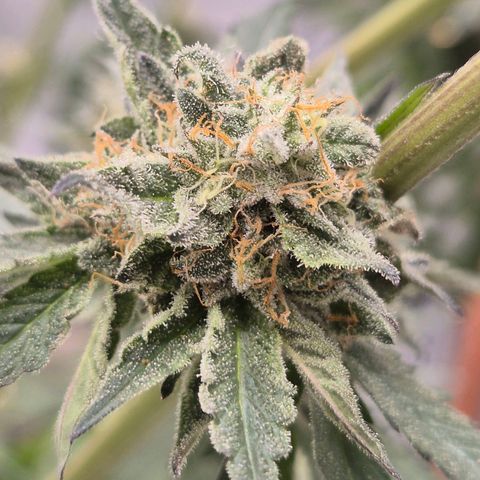 Ice cream cake 🍰 & permanent marker🖊(65-73bt) growlog timeline photo