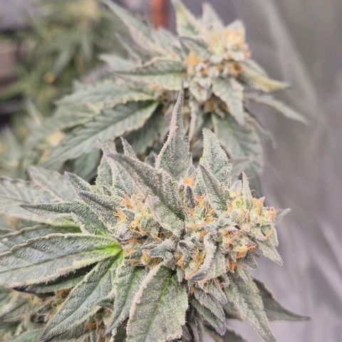Ice cream cake 🍰 & permanent marker🖊(65-73bt) growlog timeline photo