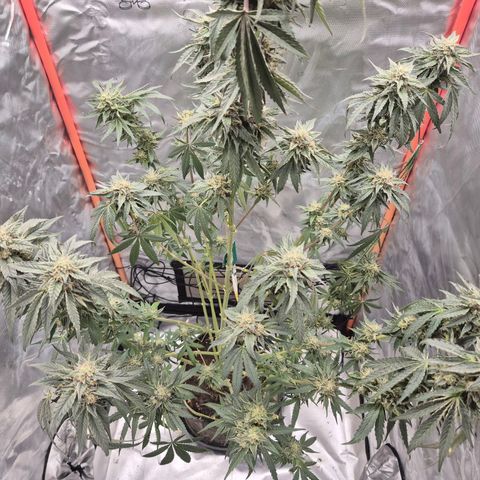 Ice cream cake 🍰 & permanent marker🖊(65-73bt) growlog timeline photo