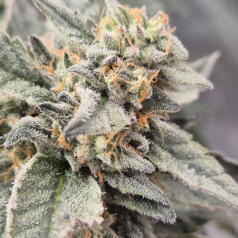 Ice cream cake 🍰 & permanent marker🖊(65-73bt) growlog timeline photo