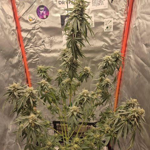 Ice cream cake 🍰 & permanent marker🖊(65-73bt) growlog timeline photo