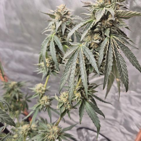 Ice cream cake 🍰 & permanent marker🖊(65-73bt) growlog timeline photo