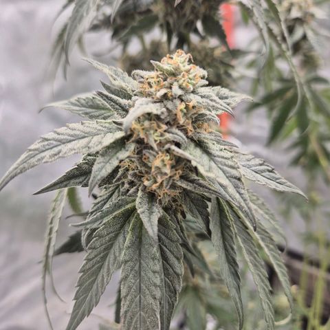 Ice cream cake 🍰 & permanent marker🖊(65-73bt) growlog timeline photo