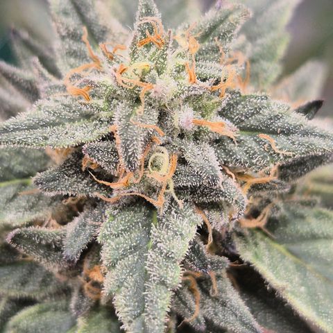 Ice cream cake 🍰 & permanent marker🖊(65-73bt) growlog timeline photo